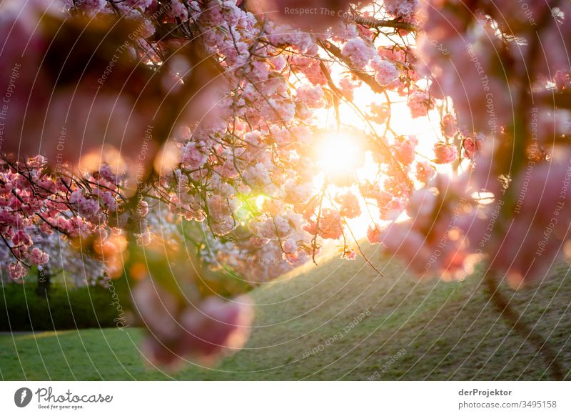 Morning sun with cherry trees in blossom Sunbeam lilienthal Park Cherry Light (Natural Phenomenon) Cherry blossom Day Cherry tree Spring fever cherry blossom