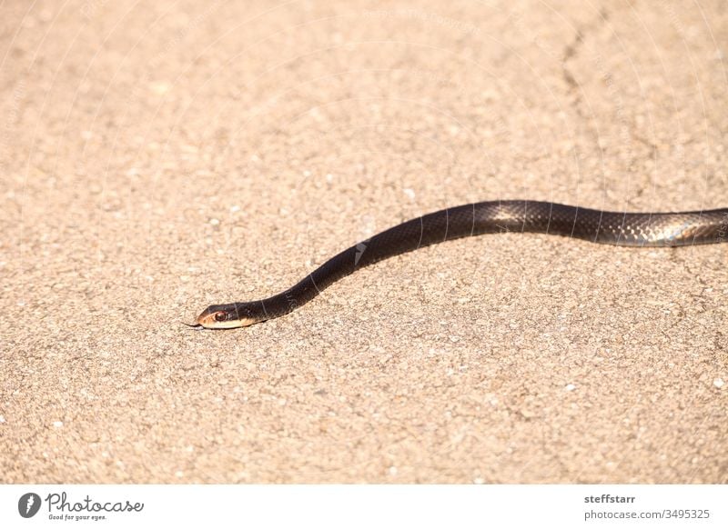 Slithering Crayfish Snake Regina alleni slithering crayfish snake Florida Naples Florida reptile saurian herp animal nature