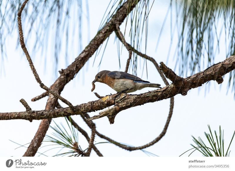 Worm in mouth, a Female eastern bluebird Sialia sialis perches on a branch early bird gets the worm eat insect bug Blue bird alert tree Florida wild bird female