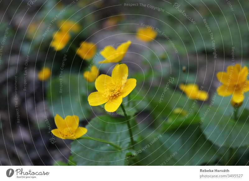 Marsh marigolds in the forest on the spring. Flower Nature Yellow yellow flower petal yellow flowers Spring Forest Gold Spring flower Spring flowering plant