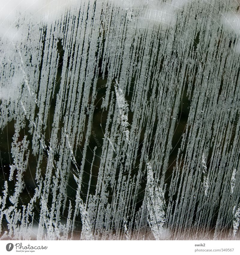 Deko 5 | Ice at the window Nature Winter Climate Weather Beautiful weather Frostwork Window Window pane Cold Point Thorny Blue Bizarre Colour photo