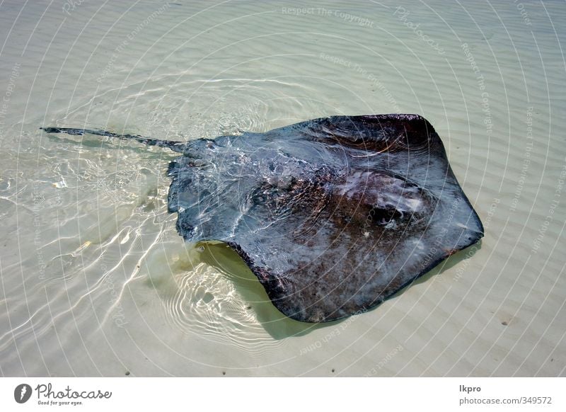 a manta in a mexican lagoon Beach Animal Gray Colour lkpro water acqua messico Mexico Lagoon laguna Devils ray razza spiaggia colori grigio animale pesce fish