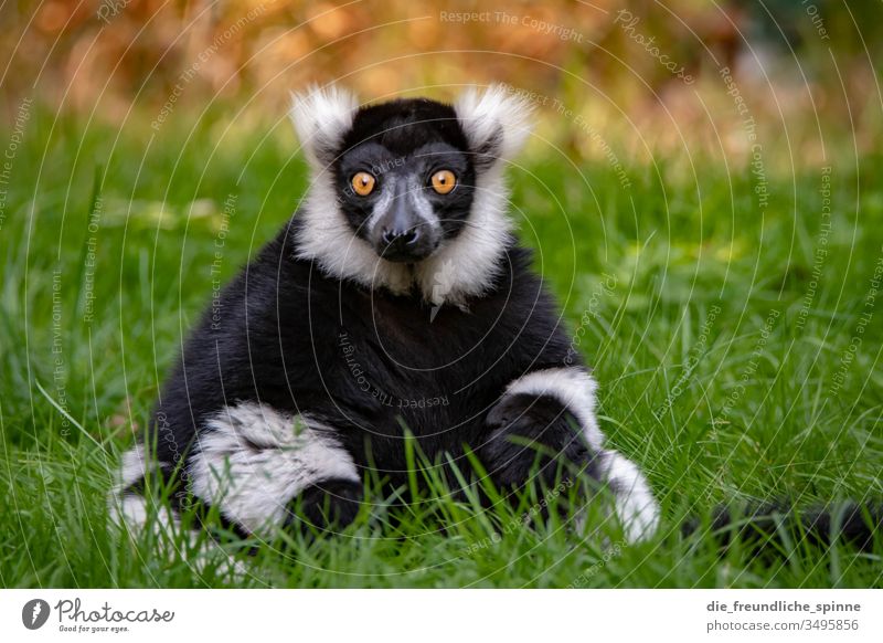 sedentary lemur Variegated Lemur Primacy Ring-tailed Lemur Animal Black Wild animal Nature Zoo Looking Colour photo Exterior shot Animal portrait Sit Marvel