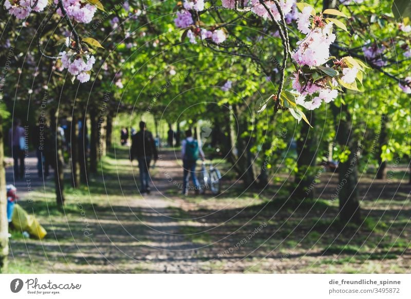 Cherry blossom in Berlin trees To go for a walk Spring Hope Pink pink White Green Blossom Cherry tree Tree Nature Exterior shot Plant Park Spring fever