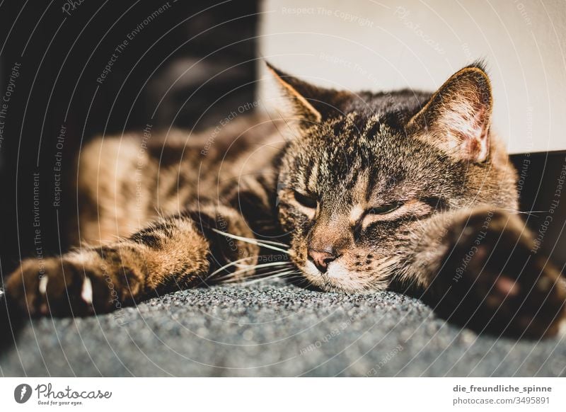 Cat enjoys the sun hangover Lie Sun Carpet Sleep Cute Pelt paw Claw tired bokeh Light Sunbeam Speckled mackerelled eyes eyes closed Pet Animal Interior shot