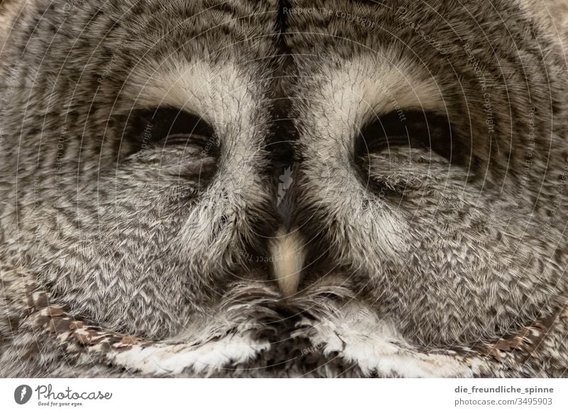 sleeping owl Owl birds Owl eyes Eagle owl Strix Portrait photograph Sleep Symmetry Animal Gray Feather fluffy Zoo zoological gardens Wild bird Wood Owl Bird