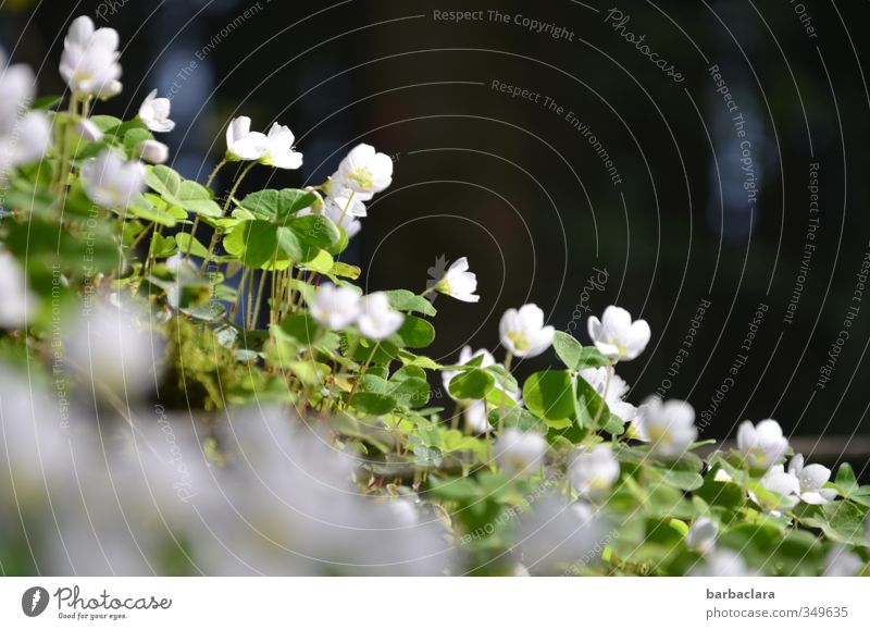 wood clover flower chain Summer Clover Cloverleaf Clover blossom Forest Blossoming Illuminate Growth Esthetic Dark Fresh Bright Green Black White Fragrance