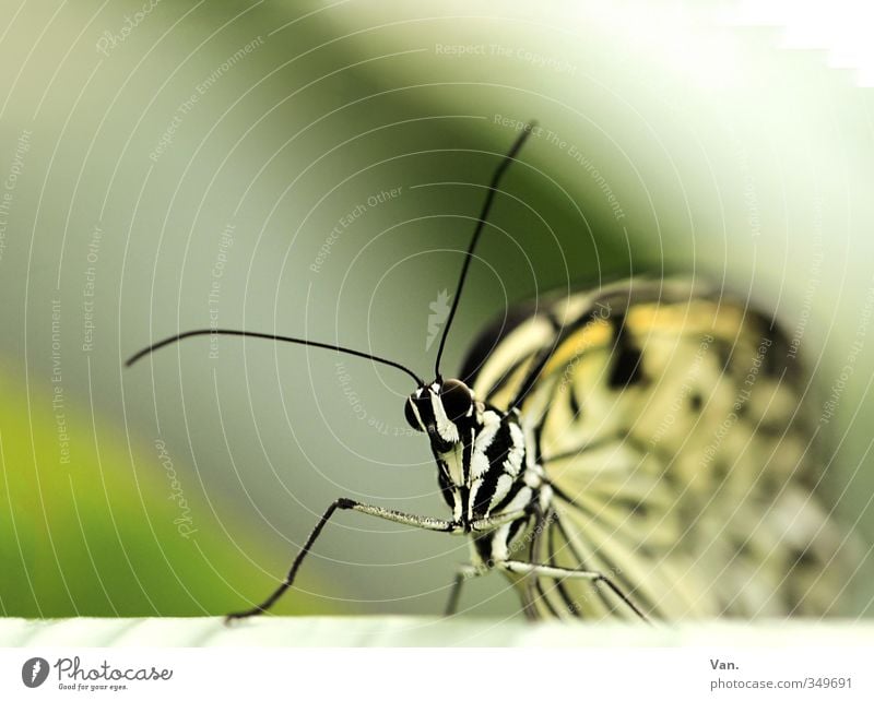 tree-nymph Nature Animal Wild animal Butterfly Feeler 1 Yellow Green White Colour photo Multicoloured Exterior shot Close-up Macro (Extreme close-up) Deserted