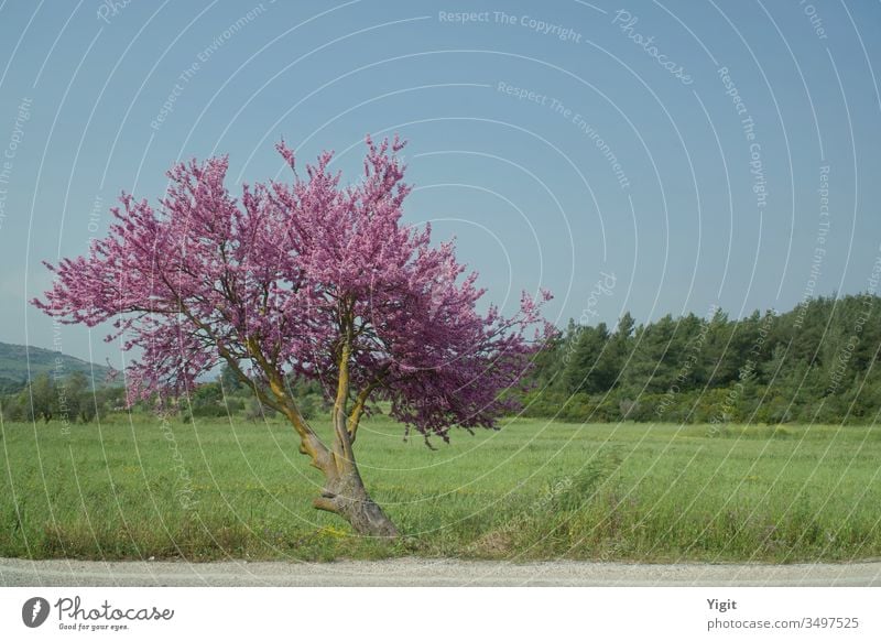 Almond Tree by the Roadside near Bodrum Exterior shot Multicoloured Colour photo Harvest Agriculture Blossom leave Almond blossom Almond tree Blossoming Meadow