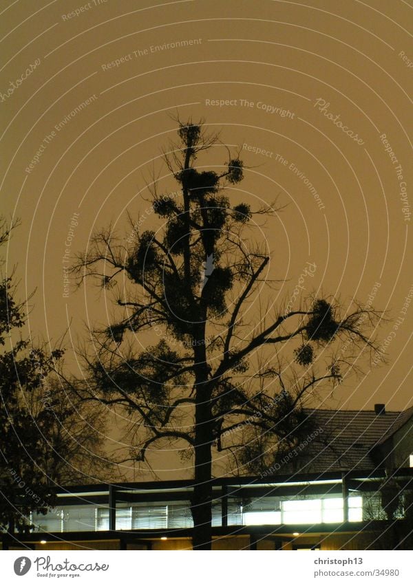 mistletoe Long exposure Winter Night Tree Mistletoe HBK Kassel Sky Light Snow Surrealism