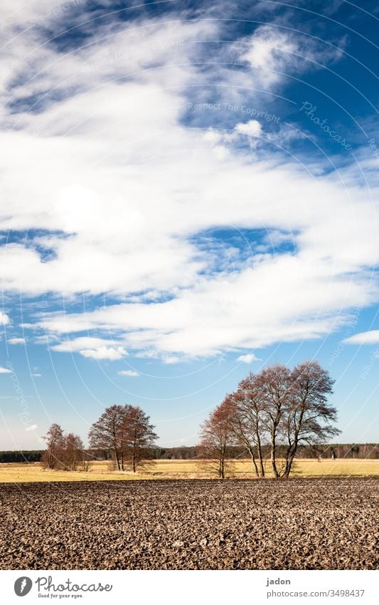 in brandenburg's woods and corridor. Tree Row of trees acre Field Landscape Exterior shot Nature Environment Sky Deserted Colour photo Green Blue Copy Space top