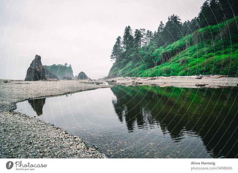 Coastline of the pacific ocean in america enchanted beach sea coastline abandoned quiet peaceful fog mist morning light outdoor wonder beautiful beauty green