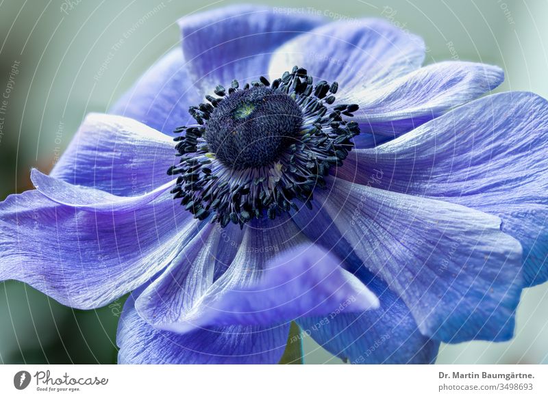 Anemone coronaria, garden anemone, blue variety Crowned anemone Garden anemone Flower Blue petals Geophyte tuberous enduring shrub Herbacious Mediterranean