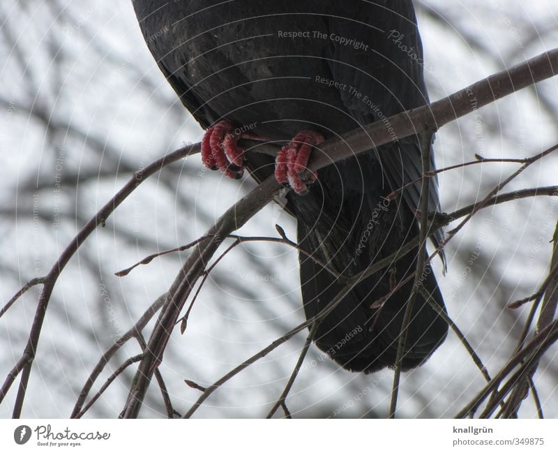 cold feet Nature Plant Animal Tree Birch tree Wild animal Pigeon 1 Sit Cold Natural Brown Gray Animal foot Branch Winter Colour photo Subdued colour