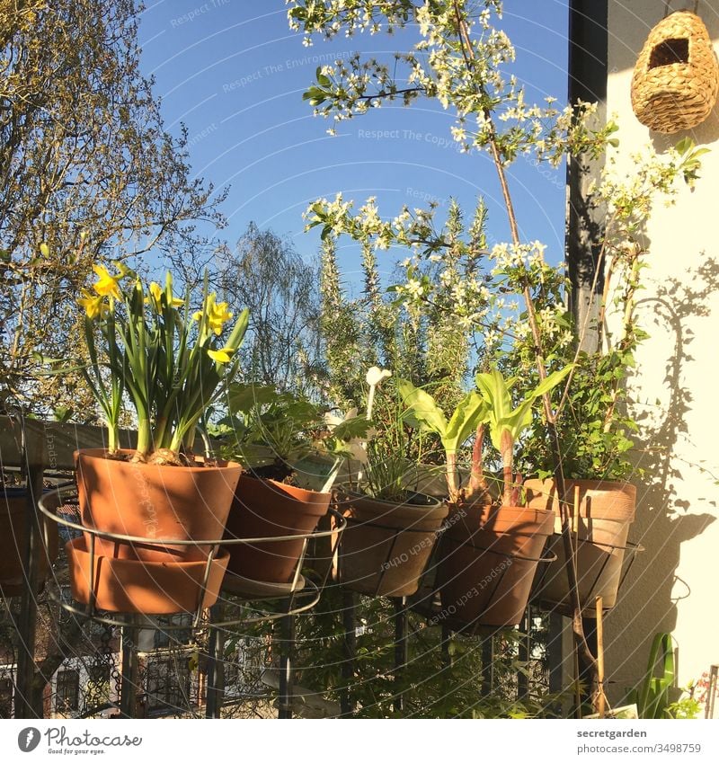 Memory of a Carefree Time (2019) Worm's-eye view aviary at home relax Cherry tree Cherry blossom Environment balcony rail Growth balustrade Narcissus Pot plant