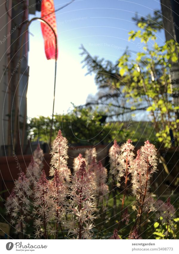 Koinobori. Balcony Balcony plant Gardening Earth Gardener plants sunny Green Brown Nature Spring Close-up Style Exterior shot Summer Leisure and hobbies