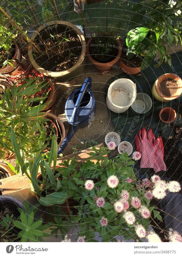 Labor Day. Balcony Balcony plant Gardening Earth Shovel glove garden Gardener plants Clay pot Pink sunny Green Brown Terracotta seramis Nature Spring Close-up