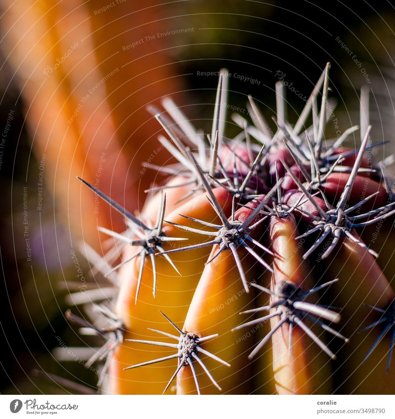 Orange cactus with spines Cactus Thorny Point peak prickles Plant Macro (Extreme close-up) Detail Nature Pain Exotic Desert Structures and shapes