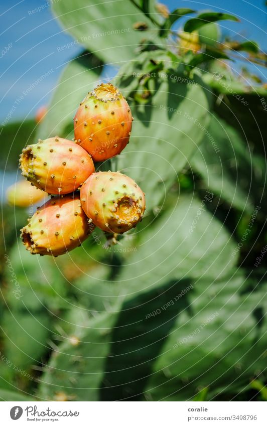 Yellow-orange prickly pear with green background Cactus fig Fruity Summer Summer vacation Exotic cactus plant sample Colour photo Nature Plant Green