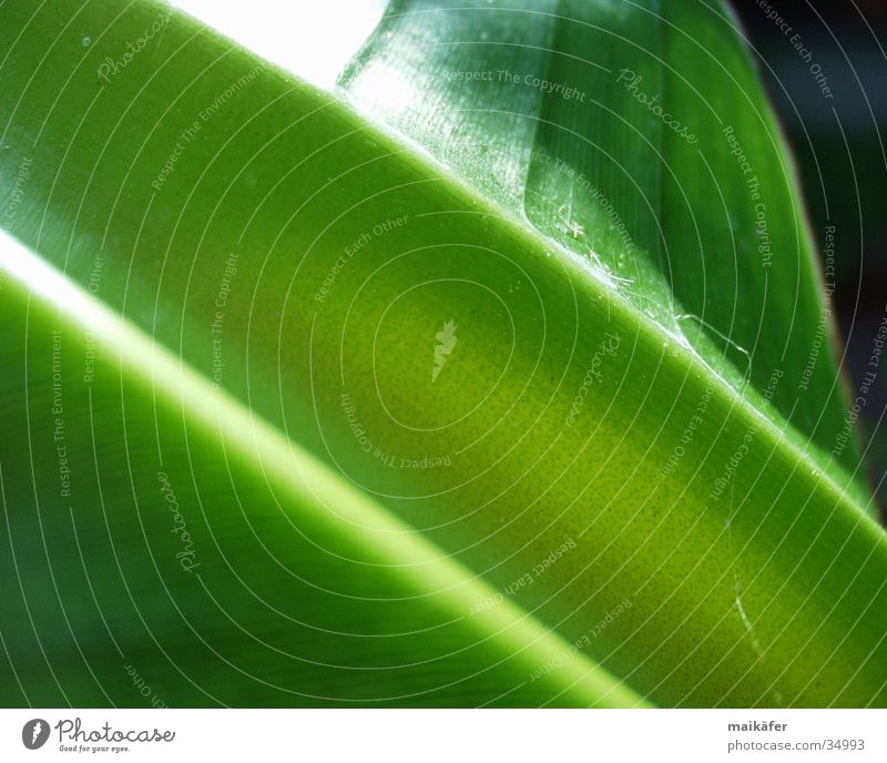 beetle slide Banana Stalk Leaf Green Juicy Light Visual spectacle Glittering banana plant Power Sun