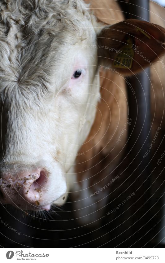 Beef looks right at you. Cattle Cattle farming Animal face Animal portrait bull attitude Farm animal Barn Livestock breeding Cattle breeding Love of animals