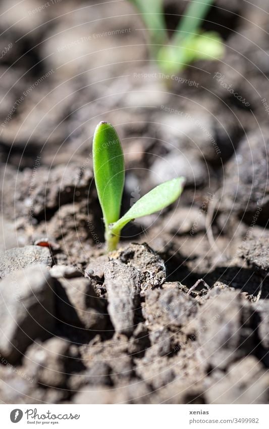 the little seedling broke hopefully out of the earth and stood from now on in the merciless sun Earth topsoil Plant Hope Agriculture Growth Nature Spring Sprout