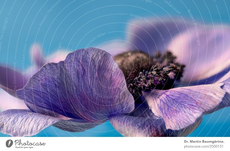 Flower of Anemone coronaria, focus on petals poppy anemone flower blooming stamina blur blurred blue variety