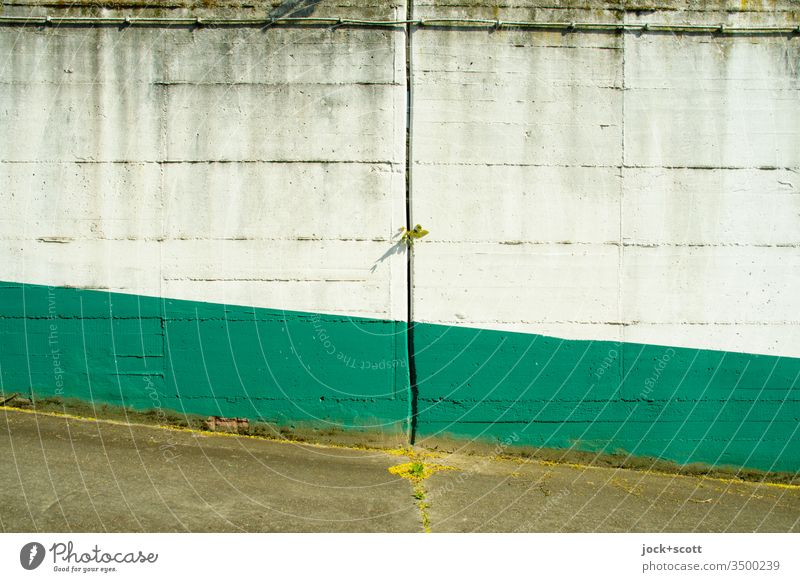 Boringly colored concrete wall with a gap through which a bit of green creeps through. Concrete wall Column Gray White Green little plant Subdued colour Ramp