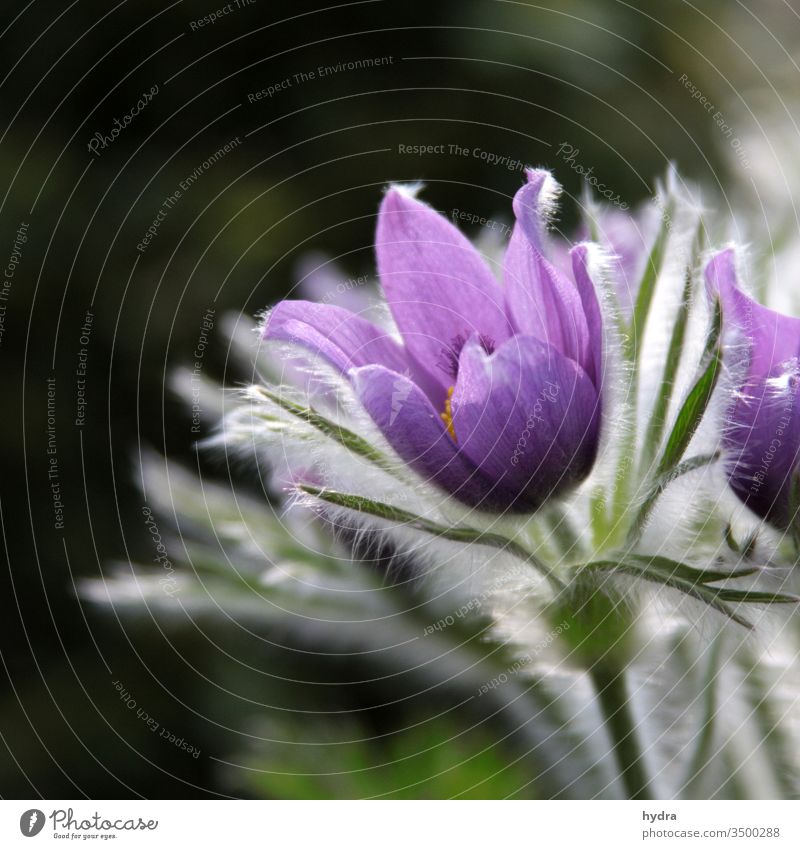 purple pasque flower blooms in the garden against a dark background Kitchen Clamp bleed Violet pulsatilla vulgaris Garden Blossoming Plant Romance Colour