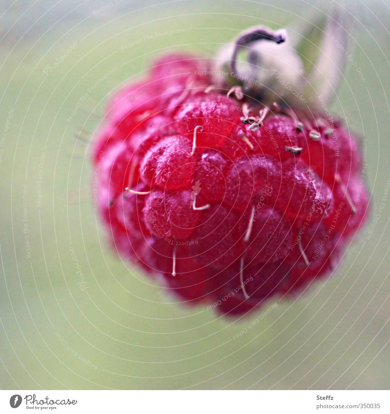 ripe raspberry ripe for picking Pick Fruit Delicious Juicy Red cute Summery Fruity red berry Maturing time To enjoy Raspberry ripe berries Wild plant pink