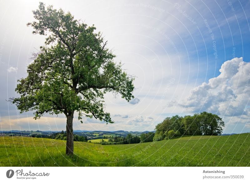 tree 2 Environment Nature Landscape Plant Air Sky Clouds Horizon Spring Weather Beautiful weather Warmth Tree Grass Bushes Meadow Forest Hill Stand Blue Green