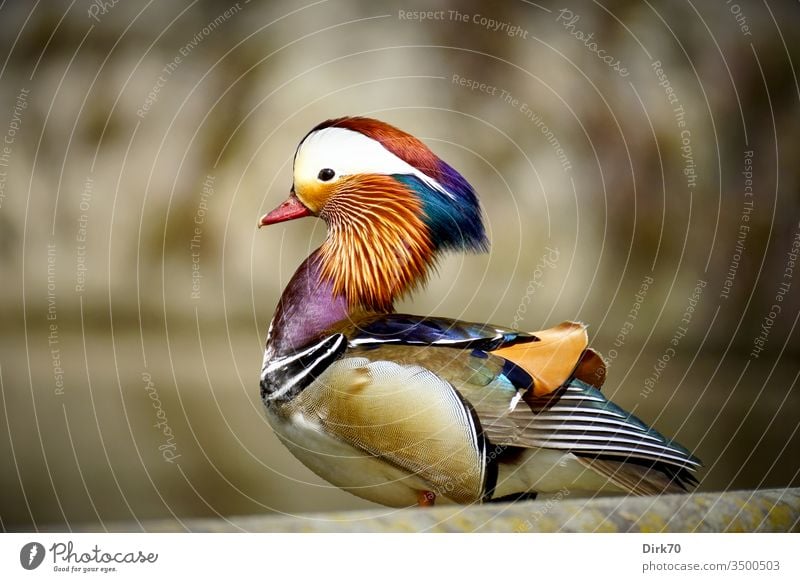 Portrait of a mandarin duck, in profile, with stretched neck Duck Mandarin duck Chinese Bird birdwatching Portrait photograph Animal portrait waterfowl