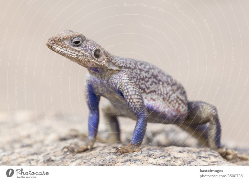 Mwanza flat-headed rock agama, Serengeti National Park, Tanzania. lizard wildlife animals africa serengeti tanzania agamid arid attracting behaviour blooded