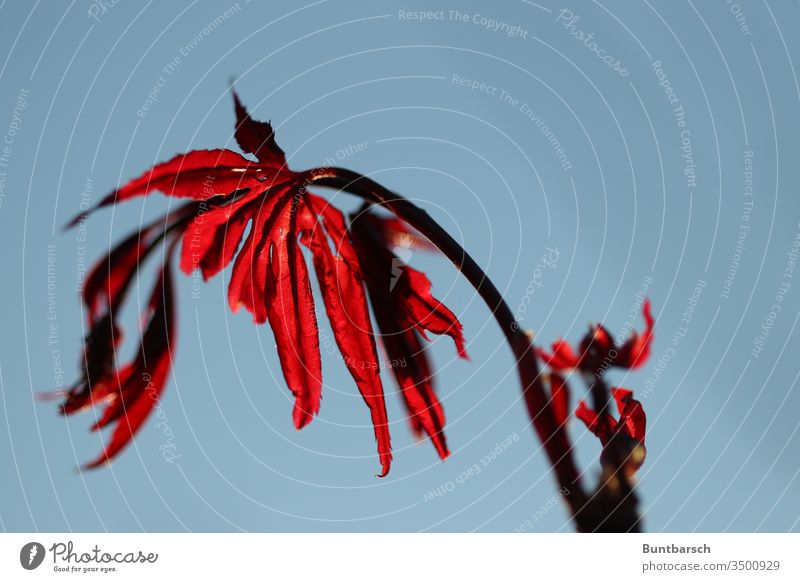 Blood Maple Japanese fan maple Exterior shot Japan maple tree Colour photo Deserted Nature Leaf Tree Plant Red Shallow depth of field Day Maple tree Maple leaf