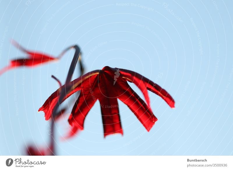 Japanese fan maple blood maple Growth Colour Beautiful weather Exceptional Macro (Extreme close-up) Central perspective Spring Esthetic Copy Space bottom