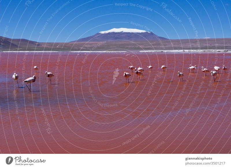 Flamingos in Laguna Colorada, Red lake, Andes Mountain Range, Bolivia Adventure Altiplano Altiplano Lakes Beautiful Beauty Of Nature Blue Blue Horizon Blue Sky