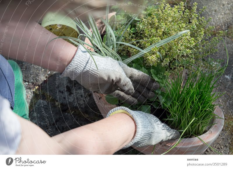 a gardener with gloves plants herbs in a terracotta pot Herb garden implant planting time Organic produce Plant Healthy Eating clay pot Terracotta Fresh Nature