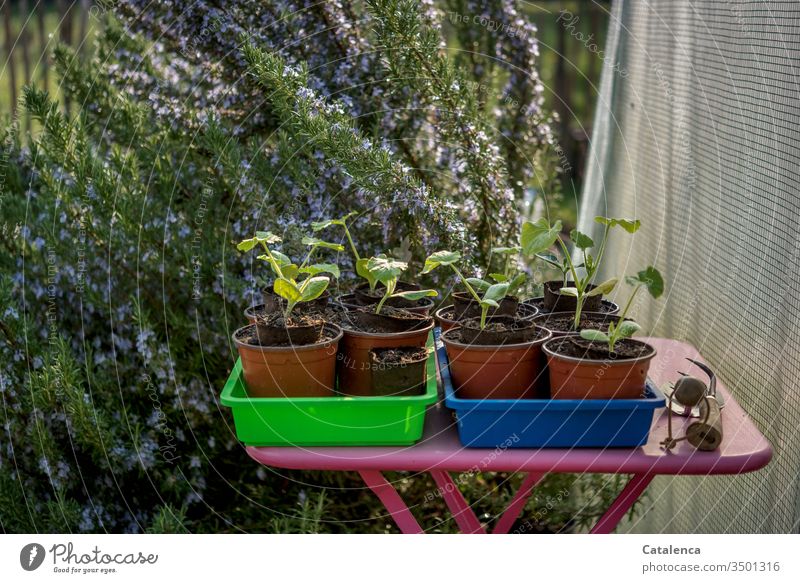 Zucchini seedlings on a pink garden table, rosemary is in bloom, garden tools are ready for use Vegetable Vegetarian diet Organic produce Plant Garden Rosemary