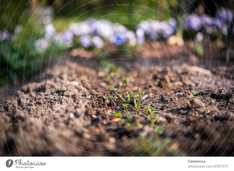 Beetroot plants growing in the bed, in the background pansies are blooming on a beautiful spring day Plant Vegetable Red beet Garden Bed (Horticulture) Earth