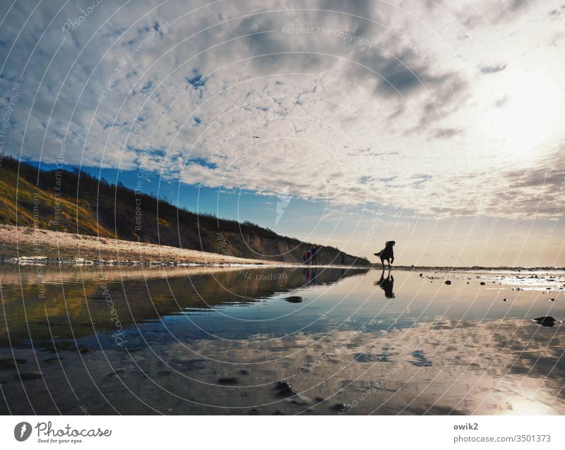 Double Lottchen Beach Dog Running rush frisky reflection Mirror image double Water Baltic Sea Clouds Sun Idyll out Coast Reflection Deserted Sunset Ocean Summer