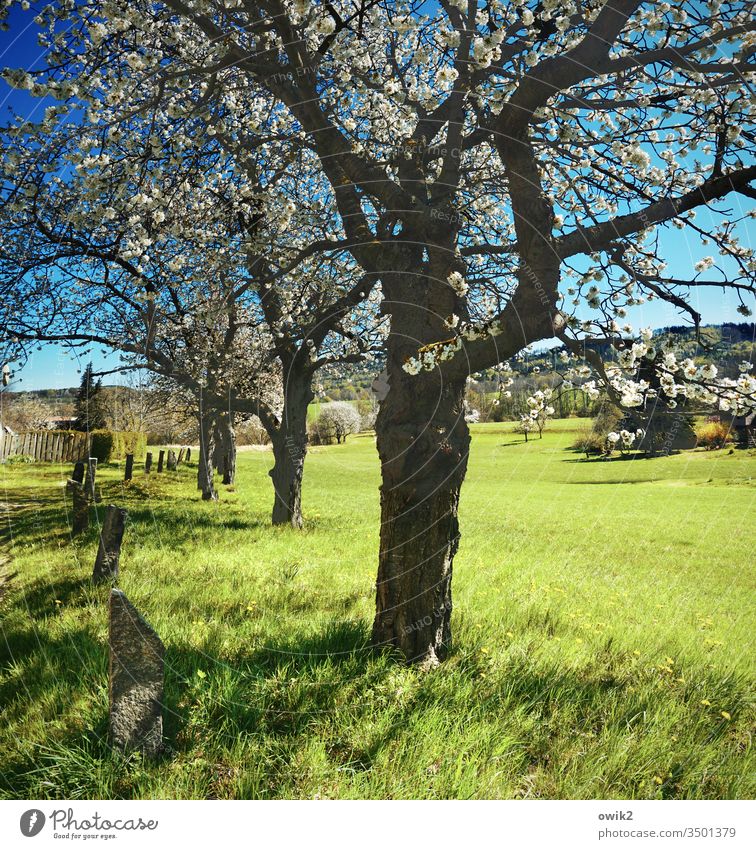 Lausitz, Oberland Landscape Nature Spring tree blossom trees Lausitz forest Saxony Eastern Germany Hill Forest Meadow Boundary stones Cloudless sky Sunlight