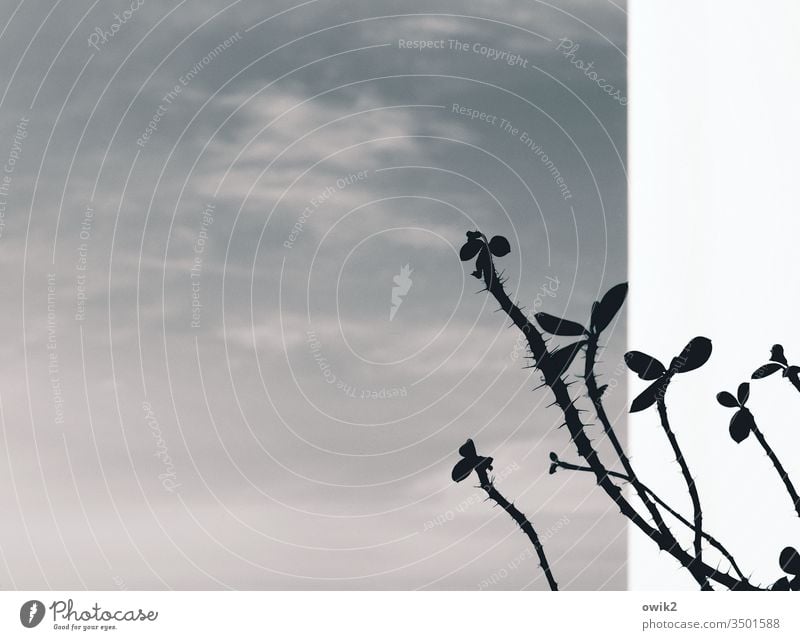 thorns and leaves Crown-of-thorns twigs Silhouette Wall (building) Balcony White Sky Clouds Detail Contrast Exterior shot Colour photo Twigs and branches