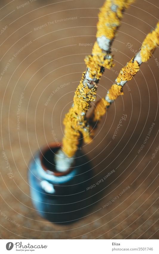 Two branches with yellow braiding as decoration in a blue vase yellow lichen Branch Yellow Vase Decoration Forest Interior shot Nature Plant warm Brown tones