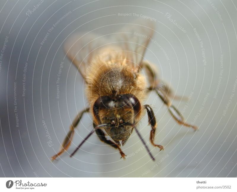 Look in my eyes Bee Insect Animal Macro (Extreme close-up) Close-up