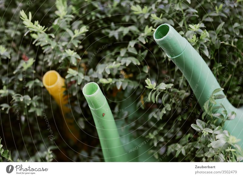 Three watering cans look curiously out of the bushes with their spouts Watering can Nozzle shrubby Beech Green Yellow Plastic Trunk inquisitorial Garden