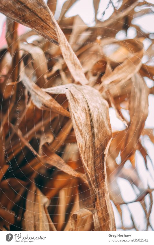 Dry Autumn Stalk of Golden Harvest Cornfield Crops cornfield corn leaf harvest autumn crops pumpkin pumpkin patch pumpkin plants fall seasons close up