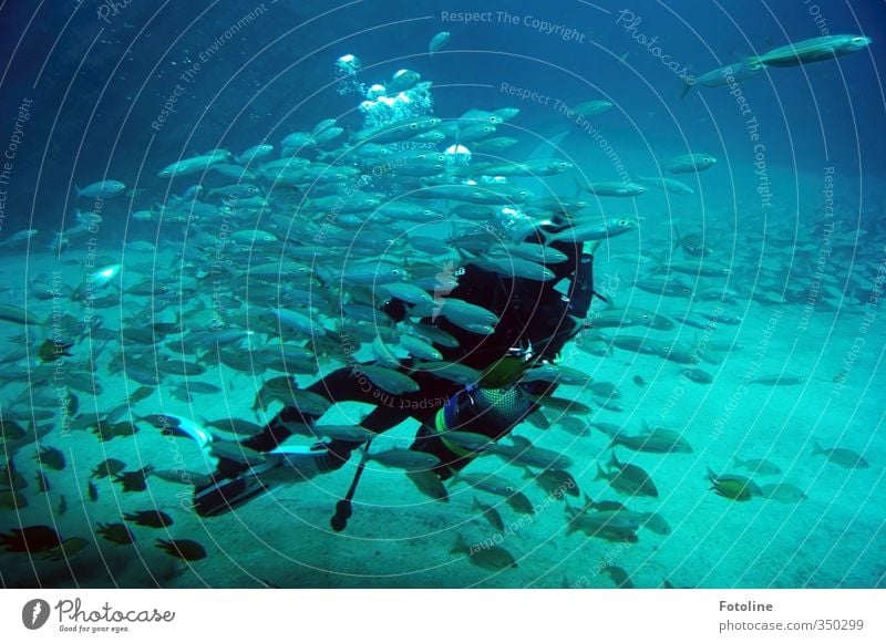 Total blue underwater world. Elements Water Ocean Animal Fish Flock Cold Wet Natural Blue Diver Underwater photo Colour photo Multicoloured