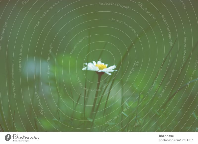 a lone daisy Daisy Flower Grass Grass green Individual Copy Space top Spring flower Plant Meadow Meadow flower Exterior shot Macro (Extreme close-up) Beautiful