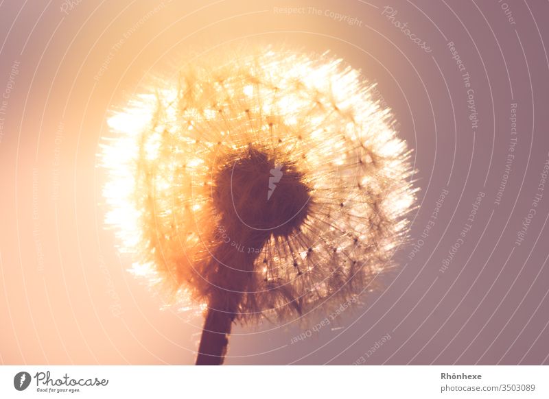 Dandelion in sunlight dandelion Sunlight Nature flower Macro (Extreme close-up) Close-up Plant Light Colour photo Spring Back-light Exterior shot Flower