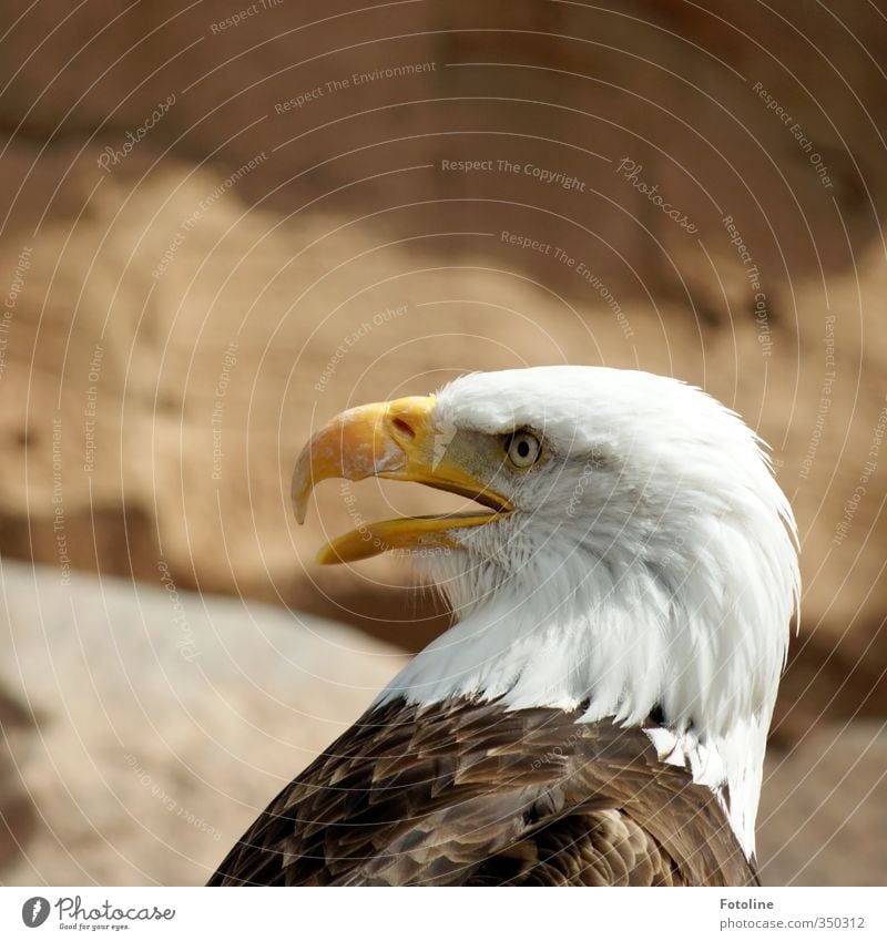 Your Majesty II Environment Nature Animal Rock Bright Natural Eagle Bald eagle Beak Metal coil Squaller Scream Colour photo Multicoloured Exterior shot Close-up